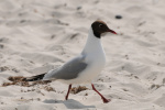 phoca_slr_4889.jpg